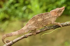 Calumma: Short-horned Chameleon