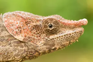 Calumma: Short-horned Chameleon
