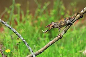 Brevicornis: Short-horned Chameleon / Elephant-eared Chameleon