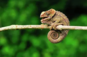 Brevicornis: Short-horned Chameleon / Elephant-eared Chameleon
