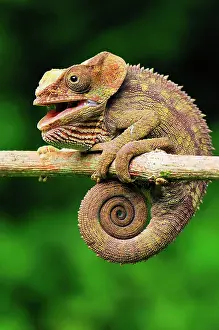 Brevicornis: Short-horned Chameleon / Elephant-eared Chameleon