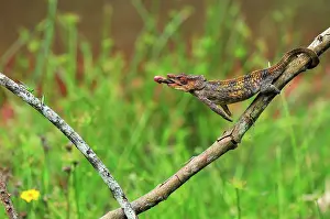 Brevicornis: Short-horned Chameleon / Elephant-eared Chameleon