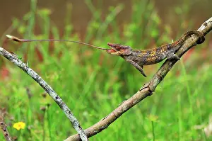 Brevicornis: Short-horned Chameleon / Elephant-eared Chameleon