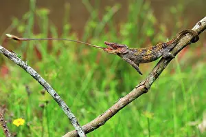 Brevicornis: Short-horned Chameleon / Elephant-eared Chameleon