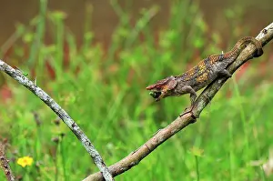 Brevicornis: Short-horned Chameleon / Elephant-eared Chameleon