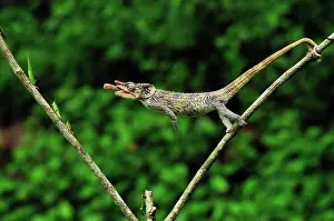 Brevicornis: Short-horned Chameleon / Elephant-eared Chameleon