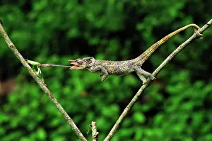 Brevicornis: Short-horned Chameleon / Elephant-eared Chameleon