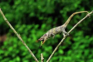 Brevicornis: Short-horned Chameleon / Elephant-eared Chameleon