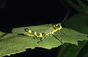 Orthopteran: Short-horned Grasshopper