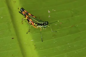 Acrididae: Short-horned Grasshopper