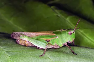 Horned: Short-horned Grasshopper