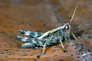Horned: Short-horned Grasshopper