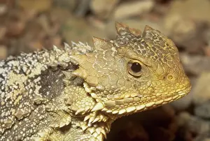 Phrynosoma: Short-horned Lizard