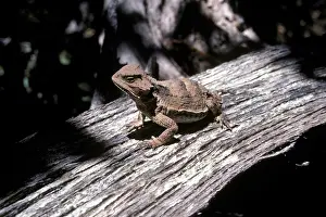 Ranches: Short-Horned Lizard