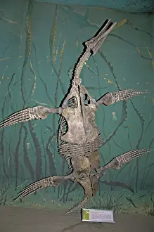 Plesiosauria: Short-necked Plesiosaur