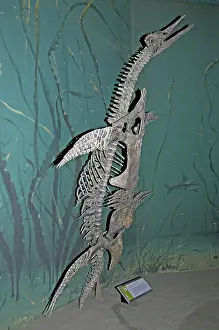 Plesiosauria: Short-necked Plesiosaur