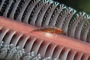 Timor: Short-nose Goby - on Sea Pen (Virgularia sp, Virgulariidae