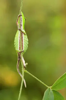 Calumma: Short-nosed Chameleon