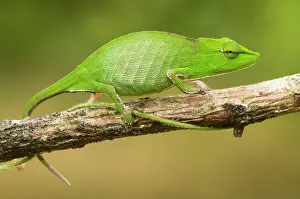 Calumma: Short-nosed Chameleon
