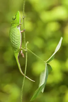 Calumma: Short-nosed Chameleon