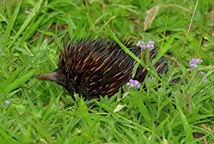 Tachyglossus: Short-nosed Echidna (Tachyglossus aculeatus), adult