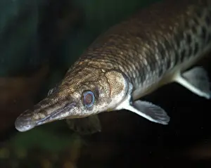 Pikes: Short Nosed Gar Pike