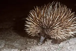 Digging: Short-nosed / Short-beaked / Spiny ECHIDNA / Spiny