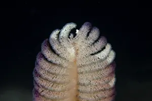 Quill: Short-quill Sea Pen - feeding in current - Night
