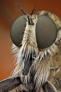 Proboscis: The short, strong proboscis of robber flies is u