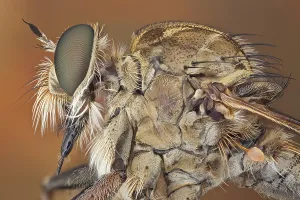 Proboscis: The short, strong proboscis of robber flies is u