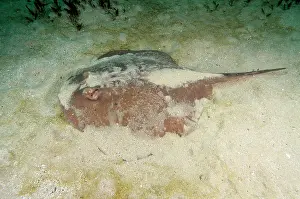 Auscape International: Short-tail Stingray