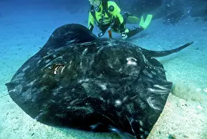 Auscape International: Short-tail Stingray - and diver