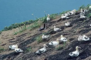 Important: Short-tailed albatross - Colony. Torishima Island