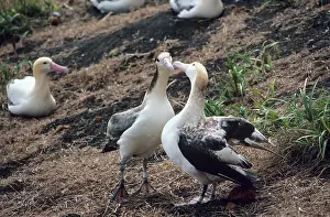 Important: Short-tailed albatross - Courting. Torishima Island