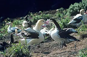 Important: Short-tailed albatross - Courting. Torishima Island