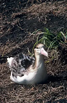 Important: Short-tailed albatross - Immature. Torishima Island