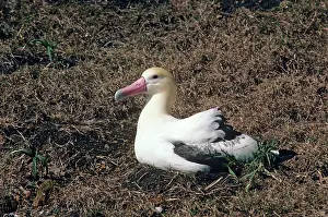 Important: Short-tailed albatross - incubating. Torishima