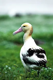 Midway: Short-tailed ALBATROSS - standing in field