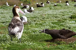 Steller: Short-tailed Albatross / Steller's Albatross -