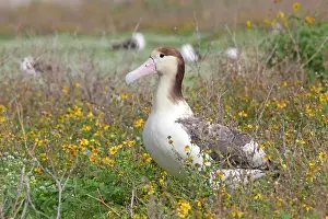 Steller: Short-tailed Albatross / Steller's Albatross - immature