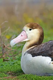 Steller: Short-tailed Albatross / Steller's Albatross - immature