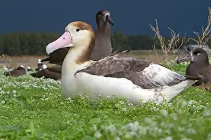 Steller: Short-tailed Albatross / Steller's Albatross - immature