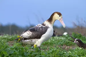 Steller: Short-tailed Albatross / Steller's Albatross - immature