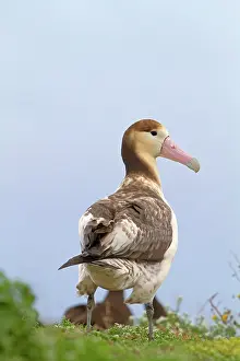 Steller: Short-tailed Albatross / Steller's Albatross - immature