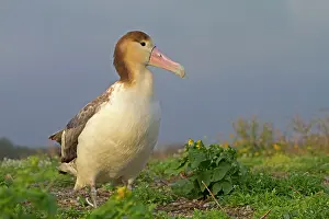 Steller: Short-tailed Albatross / Steller's Albatross - immature