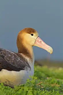 Steller: Short-tailed Albatross / Steller's Albatross - immature