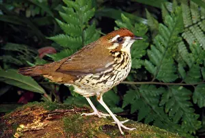 John Dunning: Short-tailed Ant-thrush