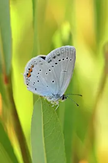 Cupid: Short-tailed Blue Tailed Cupid