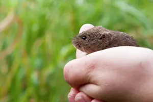 Voles: Short-tailed Field Vole - Single adult Field Vole