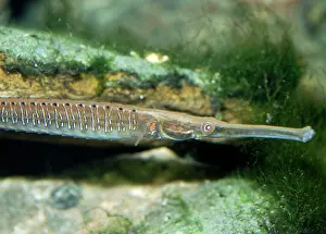 Brachyurus: Short-tailed / Freshwater Pipefish - found in estuaries